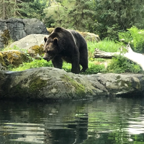 jamalbear